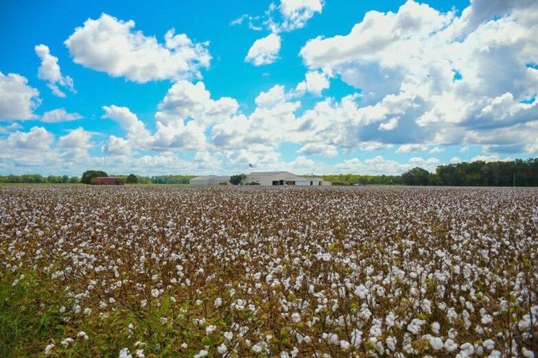 Cotton acreage